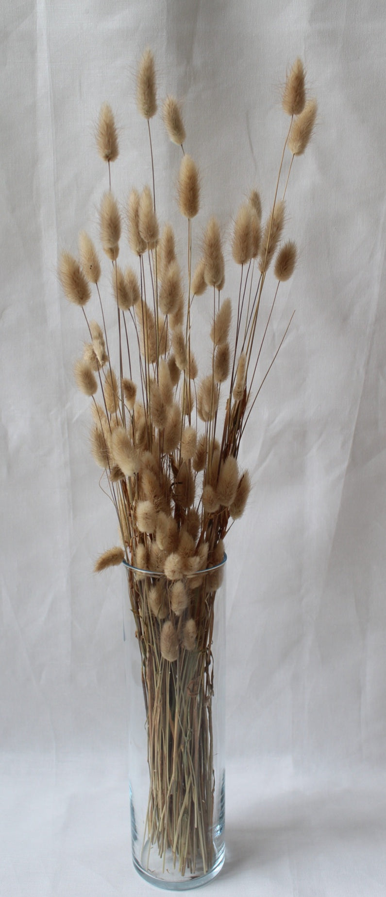 Bunny tail (lagurus) - multiple colors-1