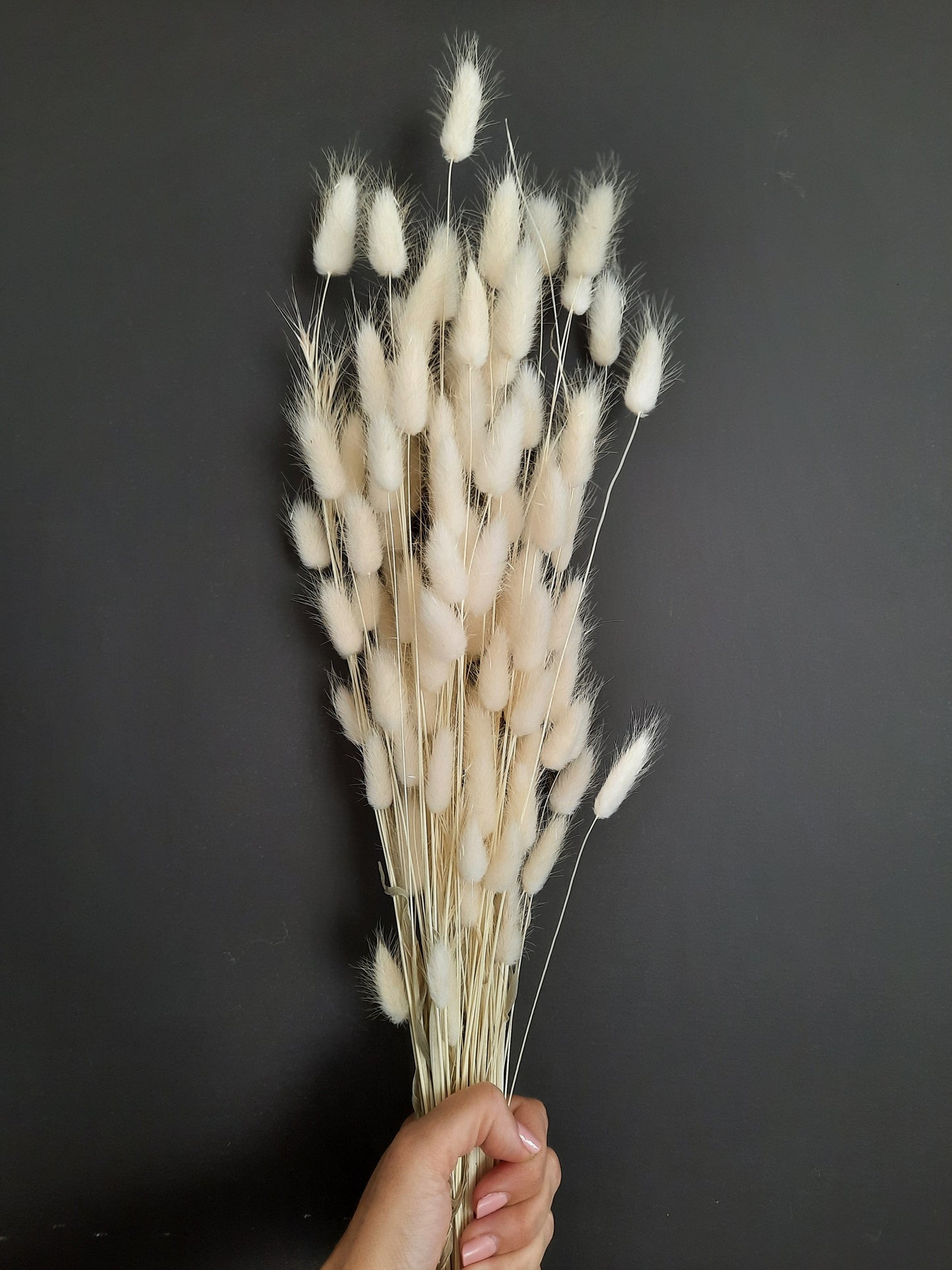 Bunny tail (lagurus) - multiple colors-2