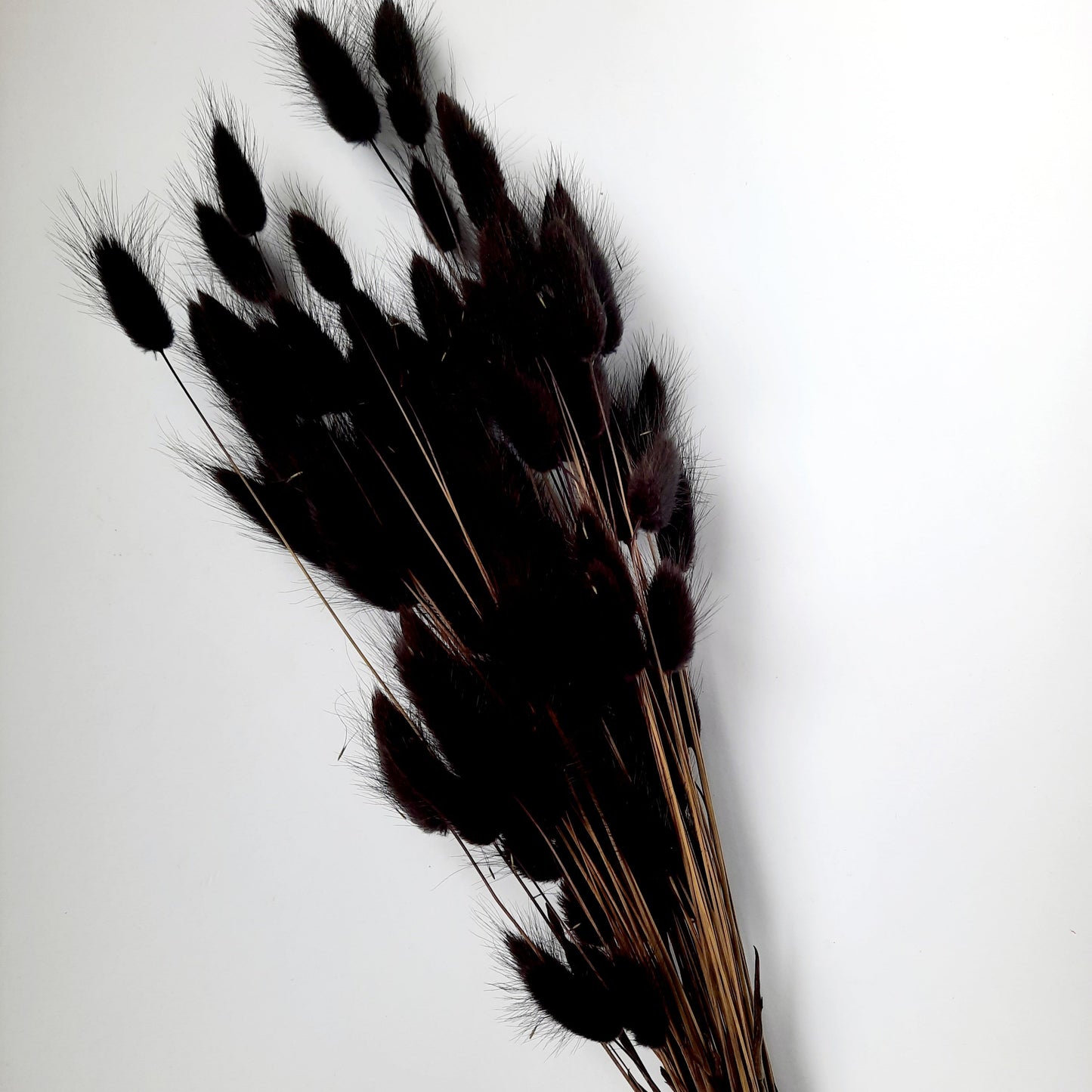 Bunny tail (lagurus) - multiple colors-3
