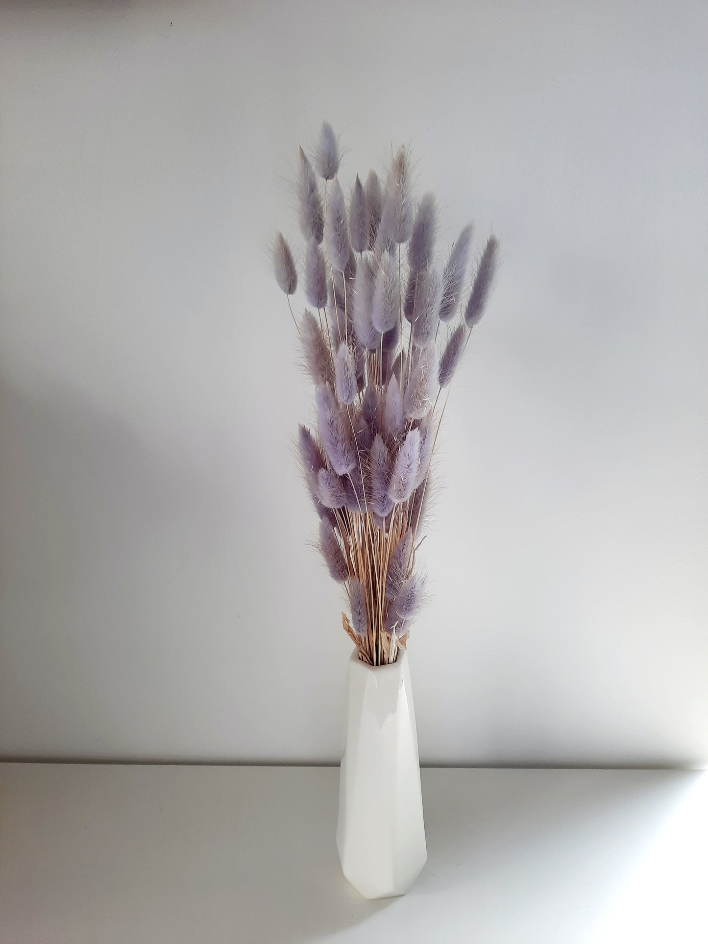 Bunny tail (lagurus) - multiple colors-4