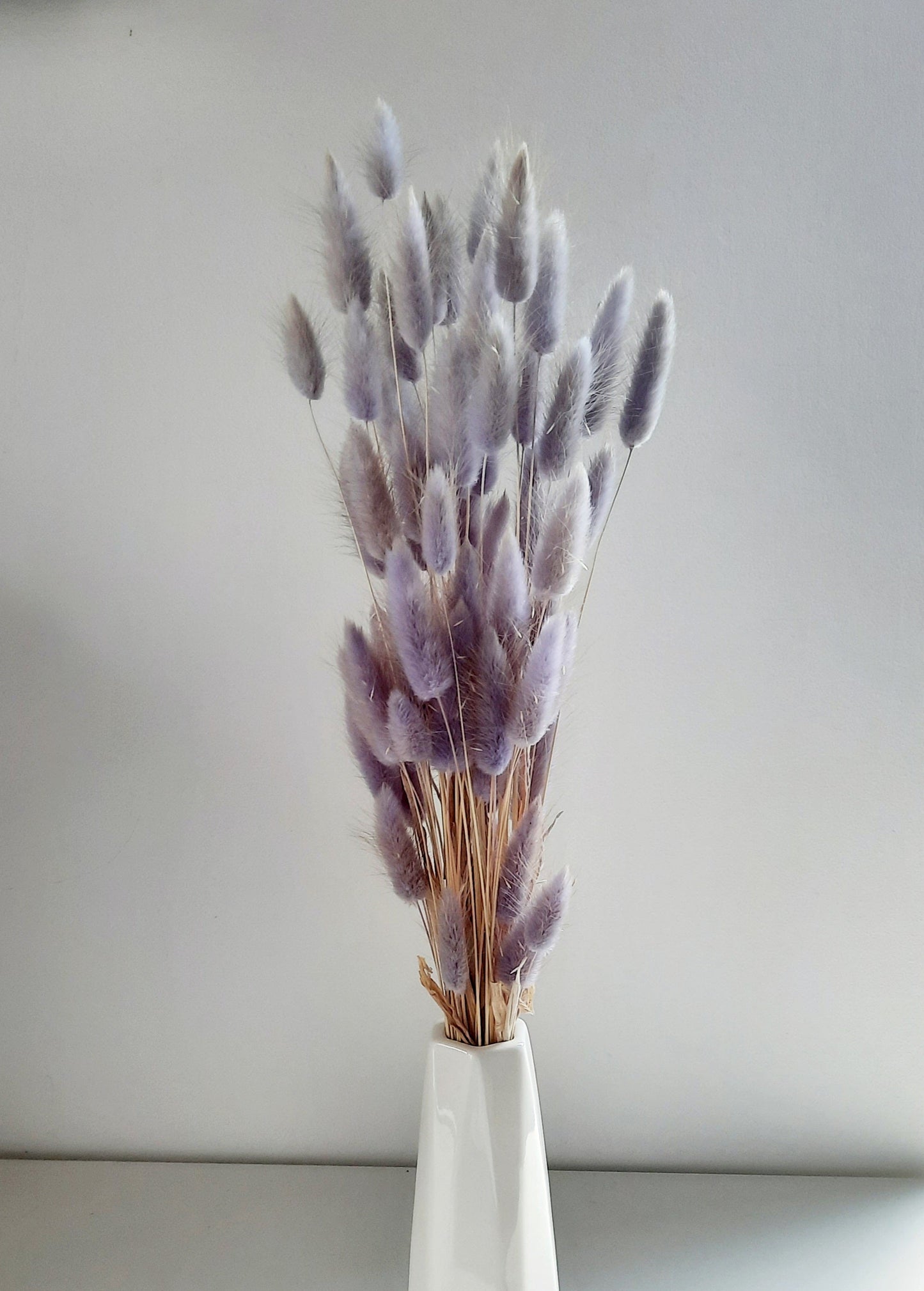 Bunny tail (lagurus) - multiple colors-5