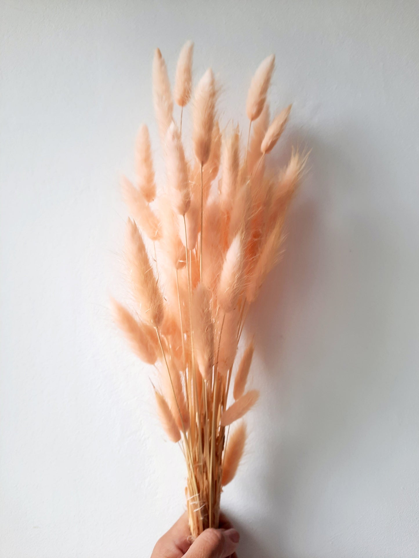 Bunny tail (lagurus) - multiple colors-6
