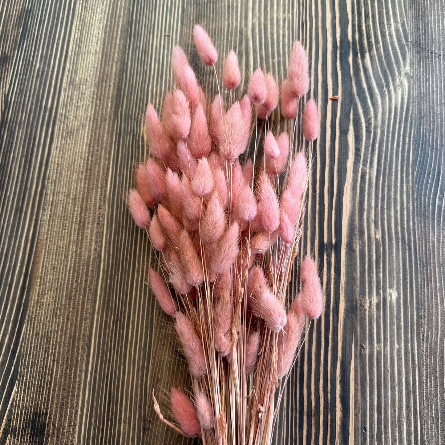 Bunny tail (lagurus) - multiple colors-8