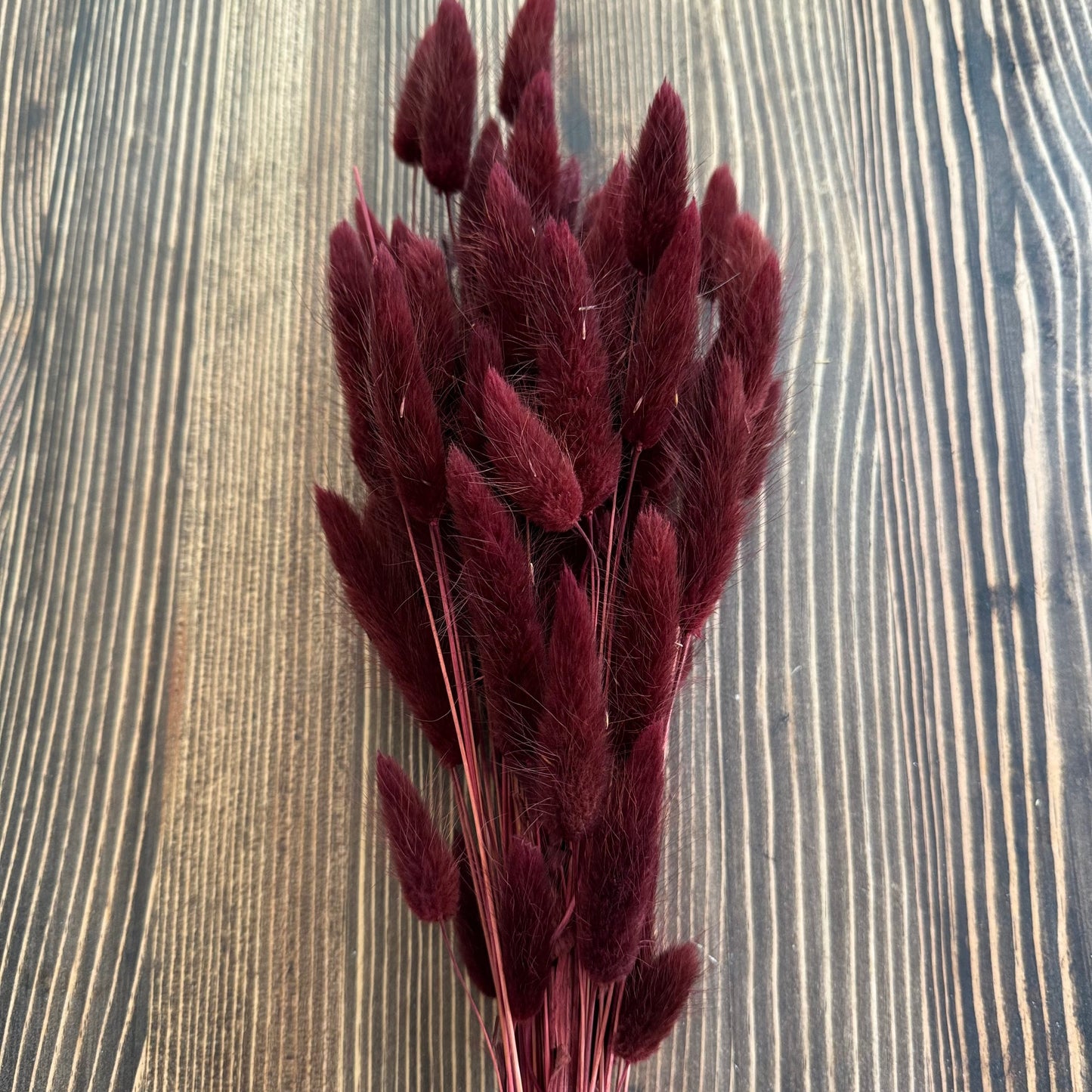 Bunny tail (lagurus) - multiple colors-9