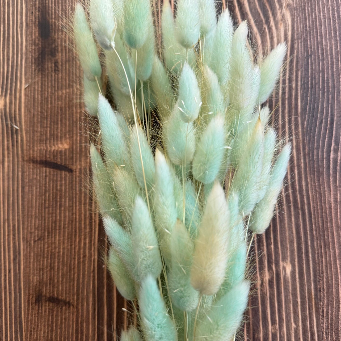 Bunny tail (lagurus) - multiple colors-7