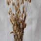 Bunny tail (lagurus) - multiple colors-1