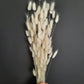 Bunny tail (lagurus) - multiple colors-2