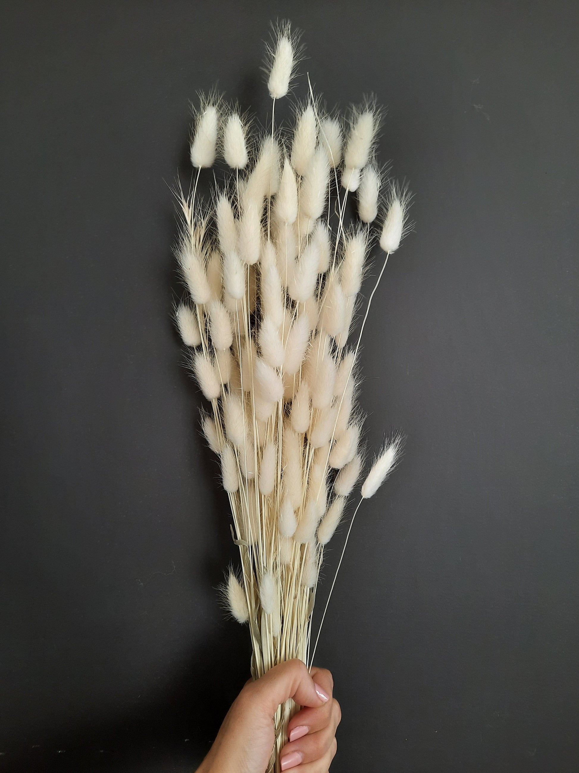 Bunny tail (lagurus) - multiple colors-2