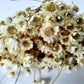 Glixia - white-2