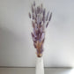 Bunny tail (lagurus) - multiple colors-4