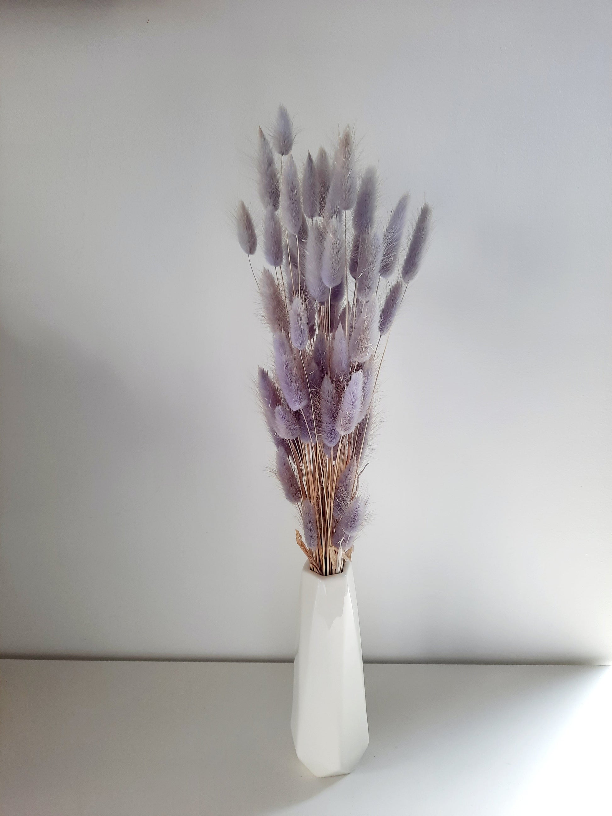 Bunny tail (lagurus) - multiple colors-4