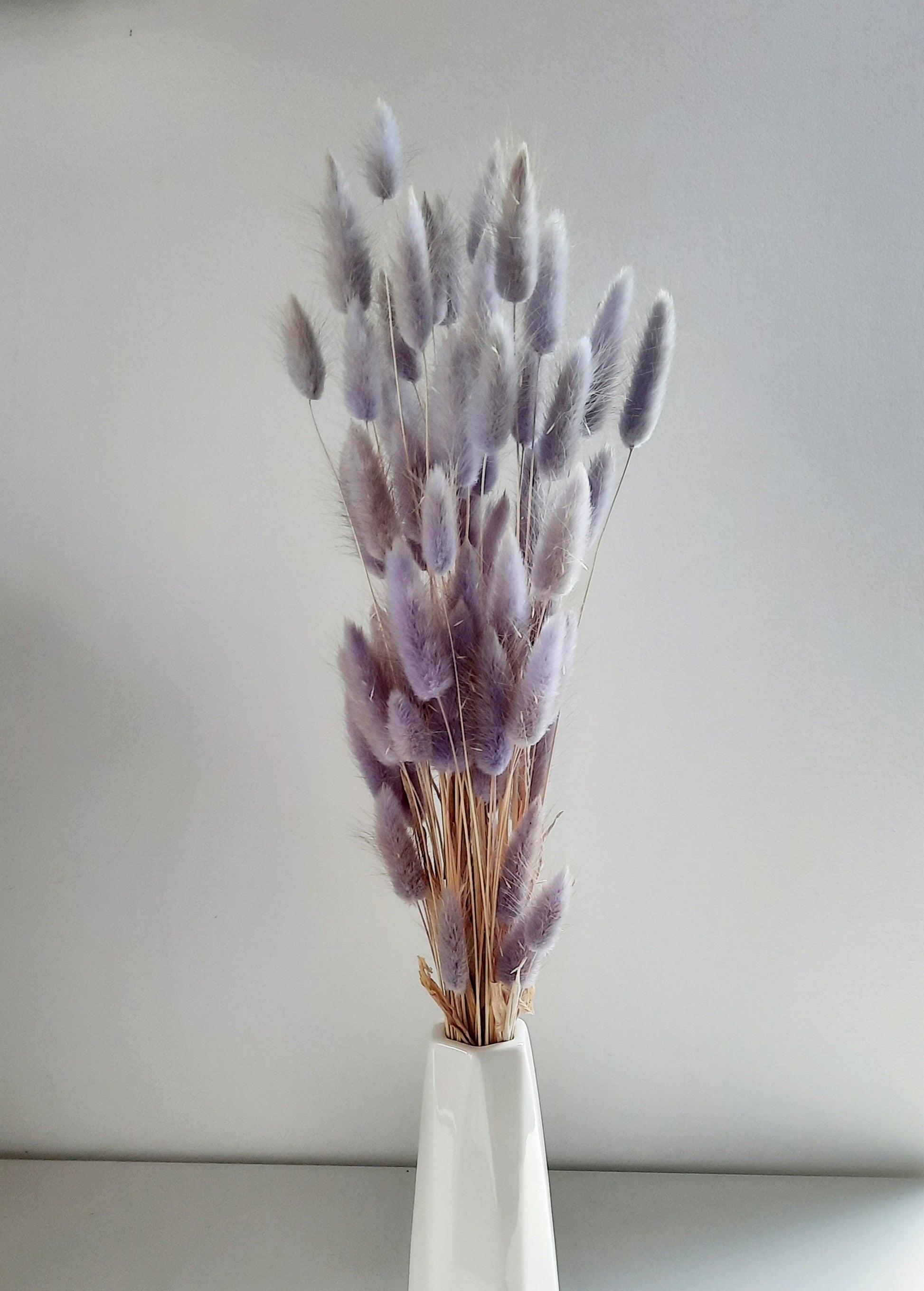Bunny tail (lagurus) - multiple colors-5