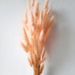Bunny tail (lagurus) - multiple colors-6