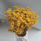 Glixia - yellow-0