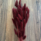 Bunny tail (lagurus) - multiple colors-9