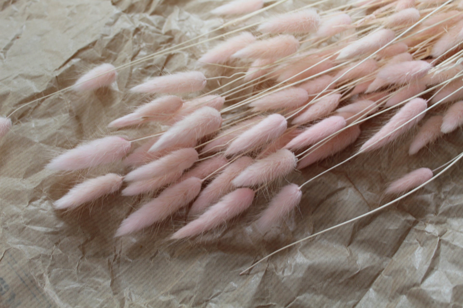 Bunny tail (lagurus) - multiple colors-0