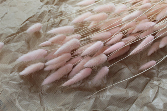 Bunny tail (lagurus) - multiple colors-0